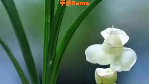 剑网三 素冠荷鼎