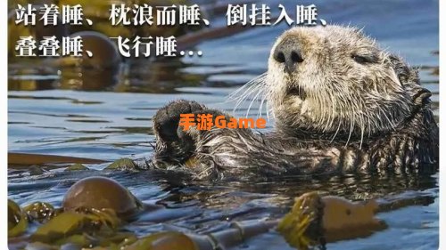 以下哪种动物不仅会夏眠
