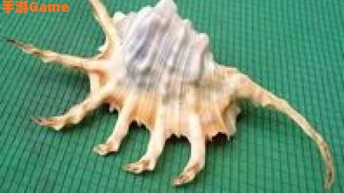 贝壳在哪