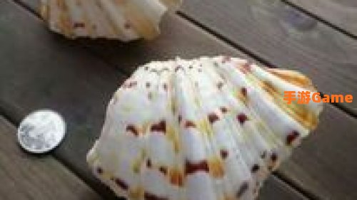 贝壳在哪